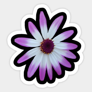 purple flower, blossom, nature,blooms Sticker